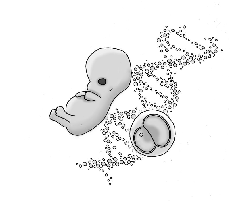 Drawing of a human embryo forming from a swirl of molecules, with an embryo within an egg.