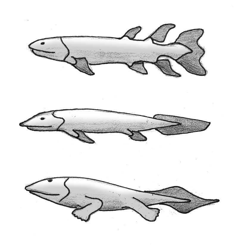 Three creatures in sequence: a fish, a lobe-finned fish, and a salamander-like amphibian.