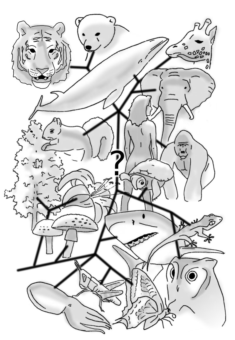 Line drawing of a web of animals — tiger, elephant, giraffe, fish, frog, owl and more — branching from a central tree.